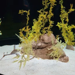 Lisbon Oceanarium (Oceanário de Lisboa) - Lisbon