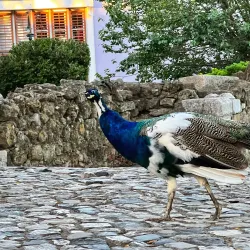 São Jorge Castle (Castelo de São Jorge) - Lisbon