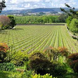 Quinta da Aveleda (nearby) - Lousada