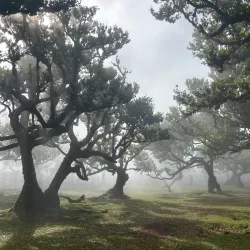 Laurisilva Forest - Madeira
