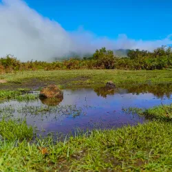 Laurisilva Forest - Madeira
