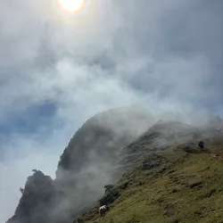 Laurisilva Forest - Madeira