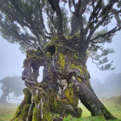 Laurisilva Forest - Madeira
