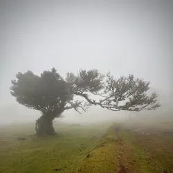 Laurisilva Forest - Madeira