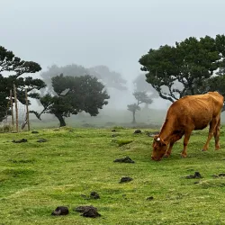 Laurisilva Forest - Madeira