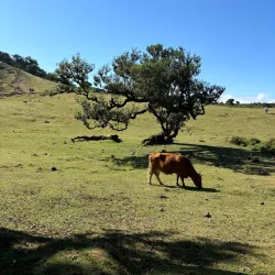 Laurisilva Forest - Madeira