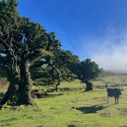 Laurisilva Forest - Madeira
