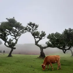 Laurisilva Forest - Madeira