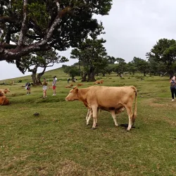 Laurisilva Forest - Madeira