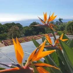 Madeira Botanical Garden (Jardim Botânico) - Madeira