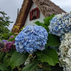 Santana Traditional Houses - Madeira