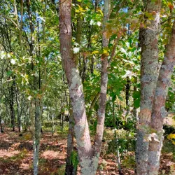 Castro de Águas Santas - Maia