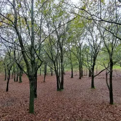 Parque da Senhora da Hora - Maia