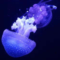 Museu Dr. Joaquim Manso - Nazaré