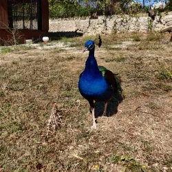 Quinta da Piedade - Odivelas