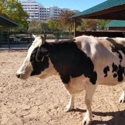 Quinta da Piedade - Odivelas
