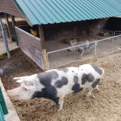 Quinta da Piedade - Odivelas