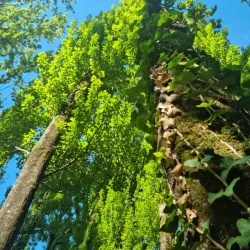Parque Verde de Ourém (Ourém Green Park) - Ourem