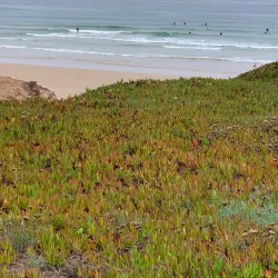 Surfing at Supertubos Beach - Peniche
