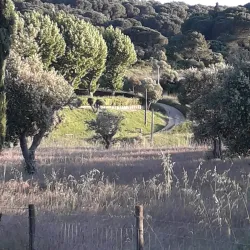 Quinta do Anjo Vineyard - Pinhal Novo