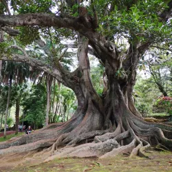 Jardim António Borges (António Borges Garden) - Ponta Delgada