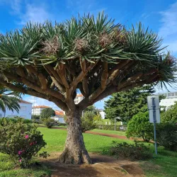Jardim António Borges (António Borges Garden) - Ponta Delgada