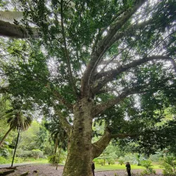 Jardim António Borges (António Borges Garden) - Ponta Delgada