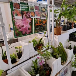 Mercado da Graça (Graça Market) - Ponta Delgada