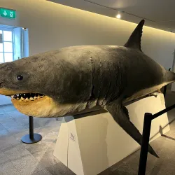 Museu Carlos Machado (Carlos Machado Museum) - Ponta Delgada