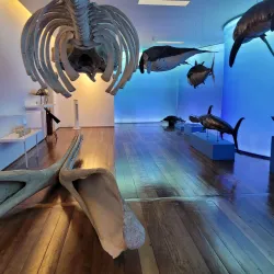 Museu Carlos Machado (Carlos Machado Museum) - Ponta Delgada