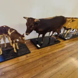 Museu Carlos Machado (Carlos Machado Museum) - Ponta Delgada