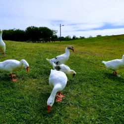 Parque da Cidade (City Park) - Povoa de Varzim