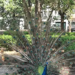 Quinta da Alagoa - Queluz