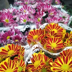 Mercado Municipal de Rio Tinto - Rio Tinto