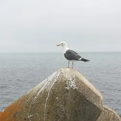 Marina de Sesimbra - Sesimbra