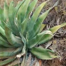 Fonte Benémola Nature Reserve - Silves