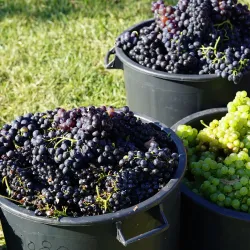 Festival do Vinho e da Uva (Wine and Grape Festival) - Torres Vedras