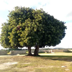 Linha do Oeste (Western Line) Railway - Torres Vedras