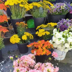 Mercado Municipal de Viana do Castelo - Viana do Castelo