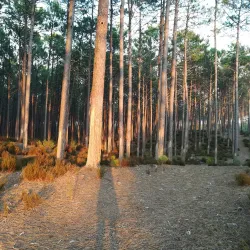 Pinhal de Leiria (Leiria Pine Forest) - Vieira de Leiria