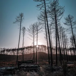 Pinhal de Leiria (Leiria Pine Forest) - Vieira de Leiria