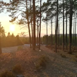 Pinhal de Leiria (Leiria Pine Forest) - Vieira de Leiria