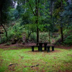 Pinhal de Leiria (Leiria Pine Forest) - Vieira de Leiria