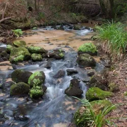 Pinhal de Leiria (Leiria Pine Forest) - Vieira de Leiria