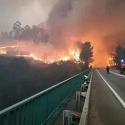 Pinhal de Leiria (Leiria Pine Forest) - Vieira de Leiria