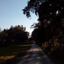 Pinhal de Leiria (Leiria Pine Forest) - Vieira de Leiria