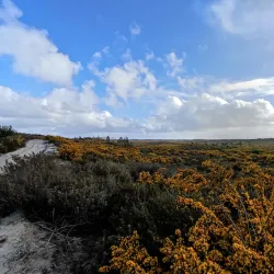 Pinhal de Leiria (Leiria Pine Forest) - Vieira de Leiria