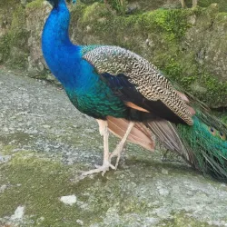 Parque do Fontelo - Viseu