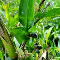 Charco Azul - Adjuntas