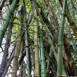 Charco La Confesora - Adjuntas